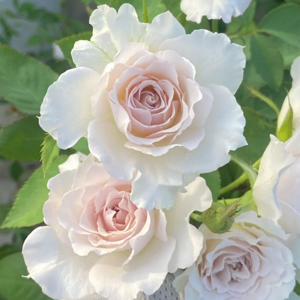 Saphiret Rose