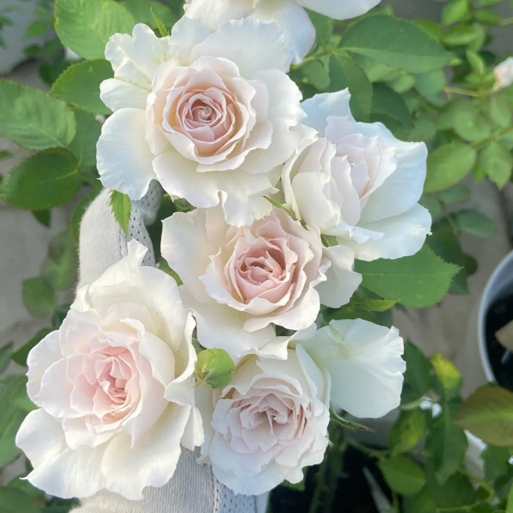 Saphiret Rose