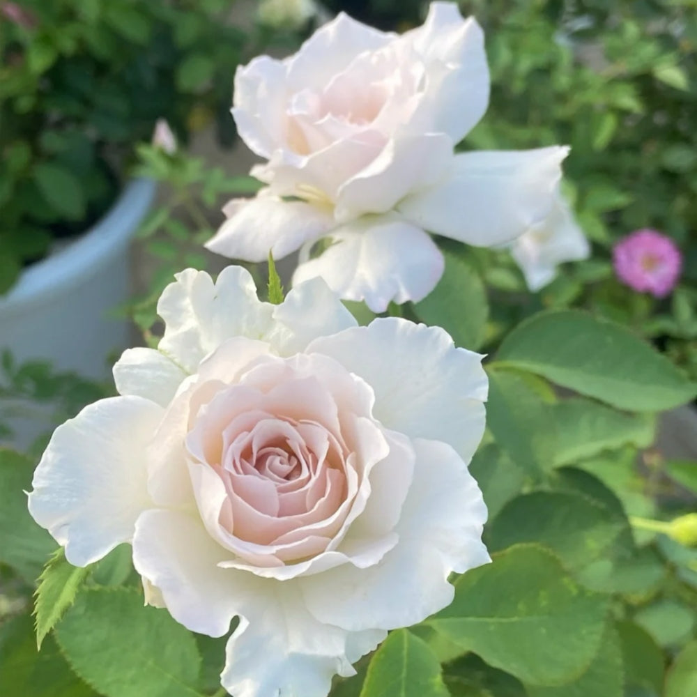 Saphiret Rose