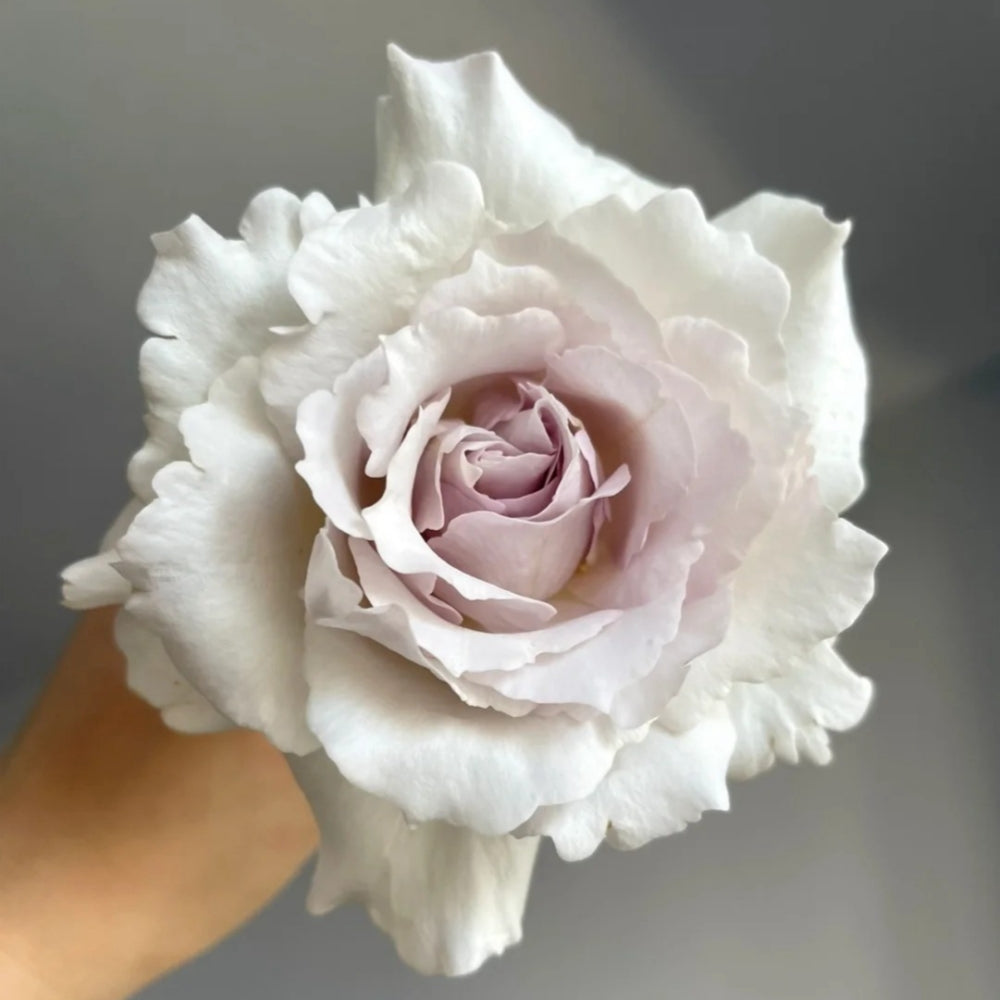 Saphiret Rose