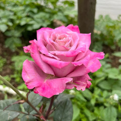 Scenta Rose