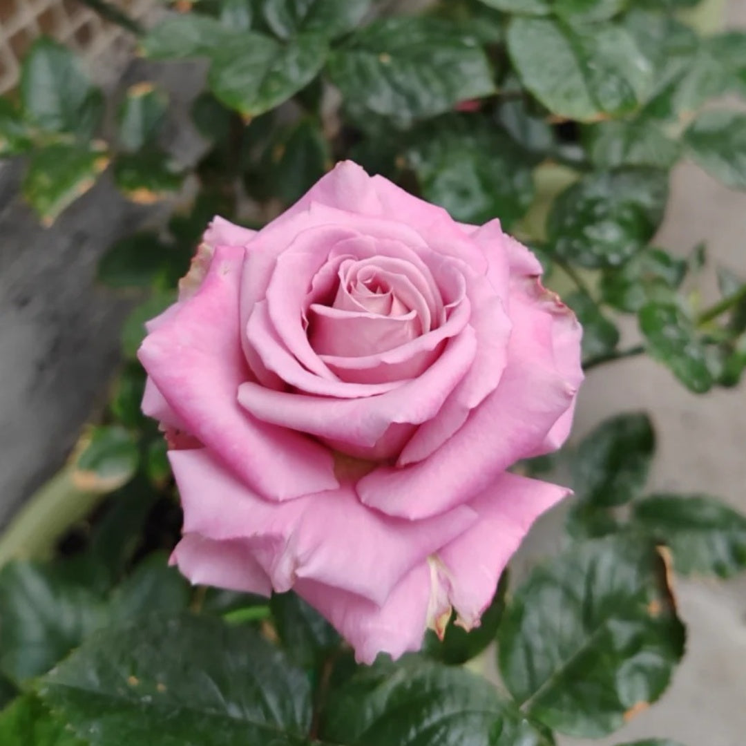 Scenta Rose