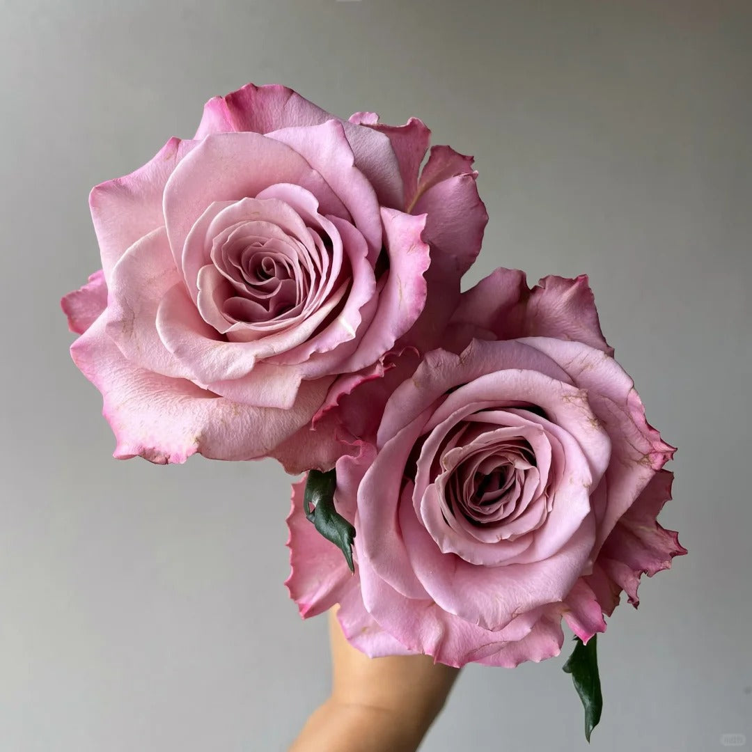 Scenta Rose