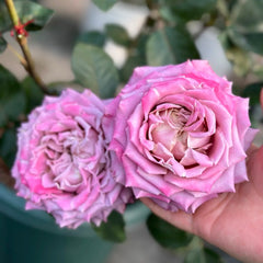 Scenta Rose