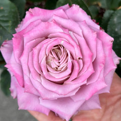 Scenta Rose