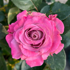 Scenta Rose
