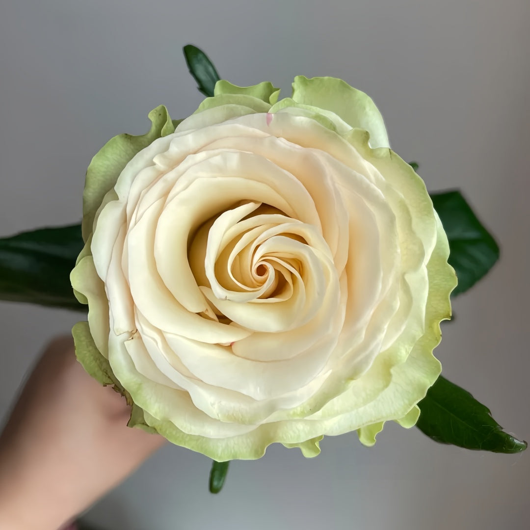 Schreurs Rose
