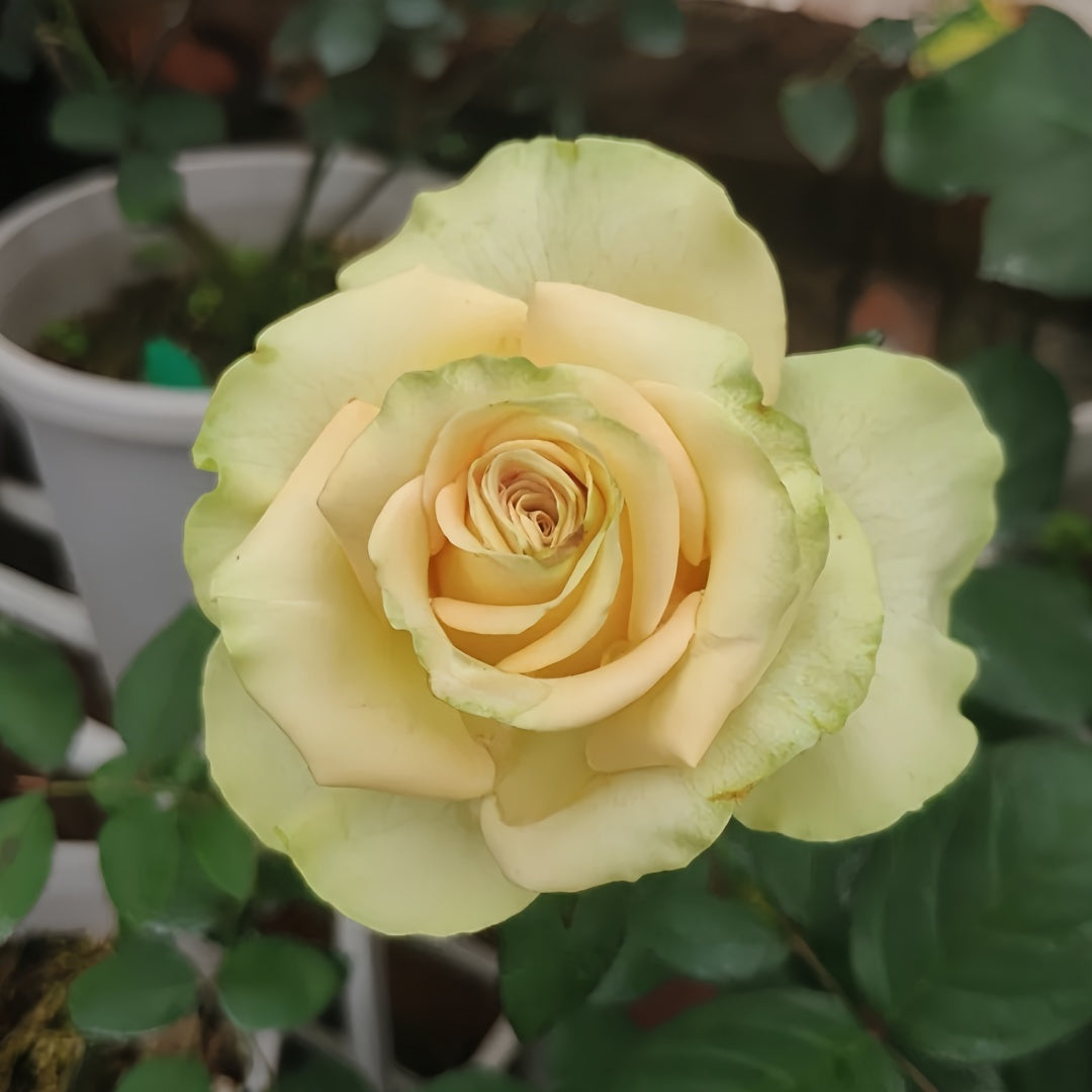Schreurs Rose