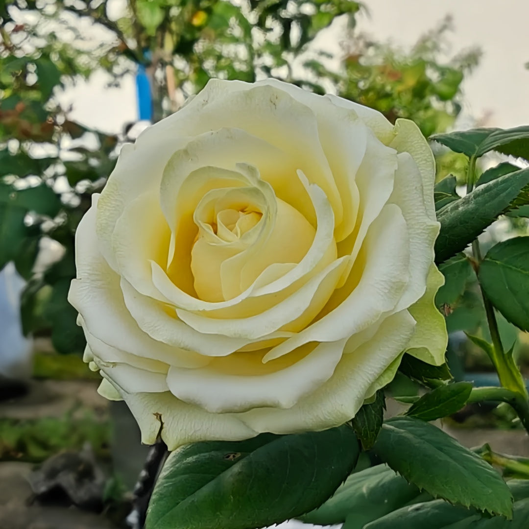Schreurs Rose