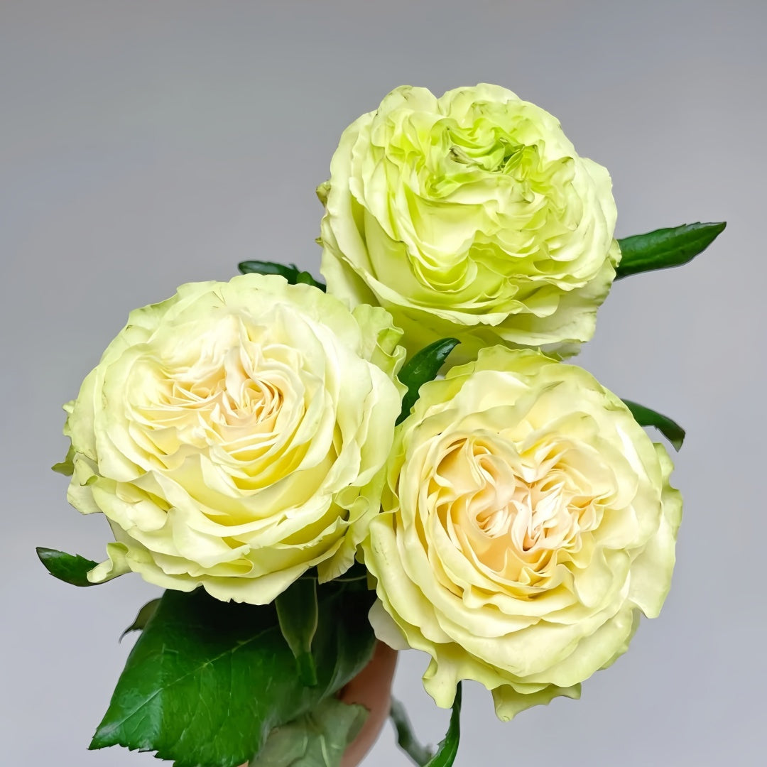 Schreurs Rose