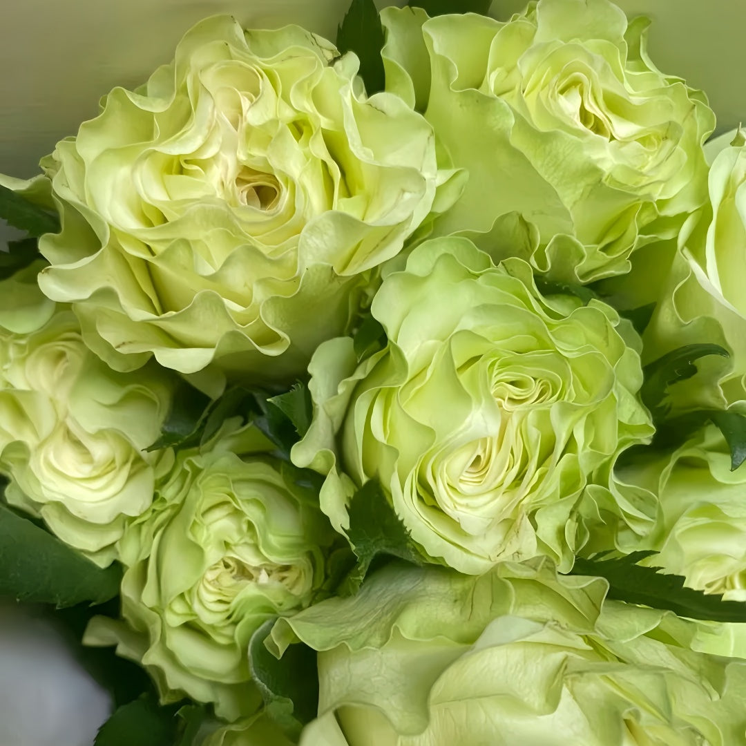 Schreurs Rose