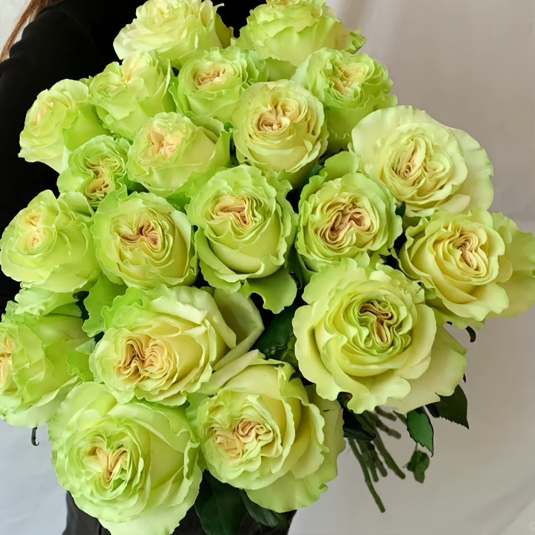 Schreurs Rose