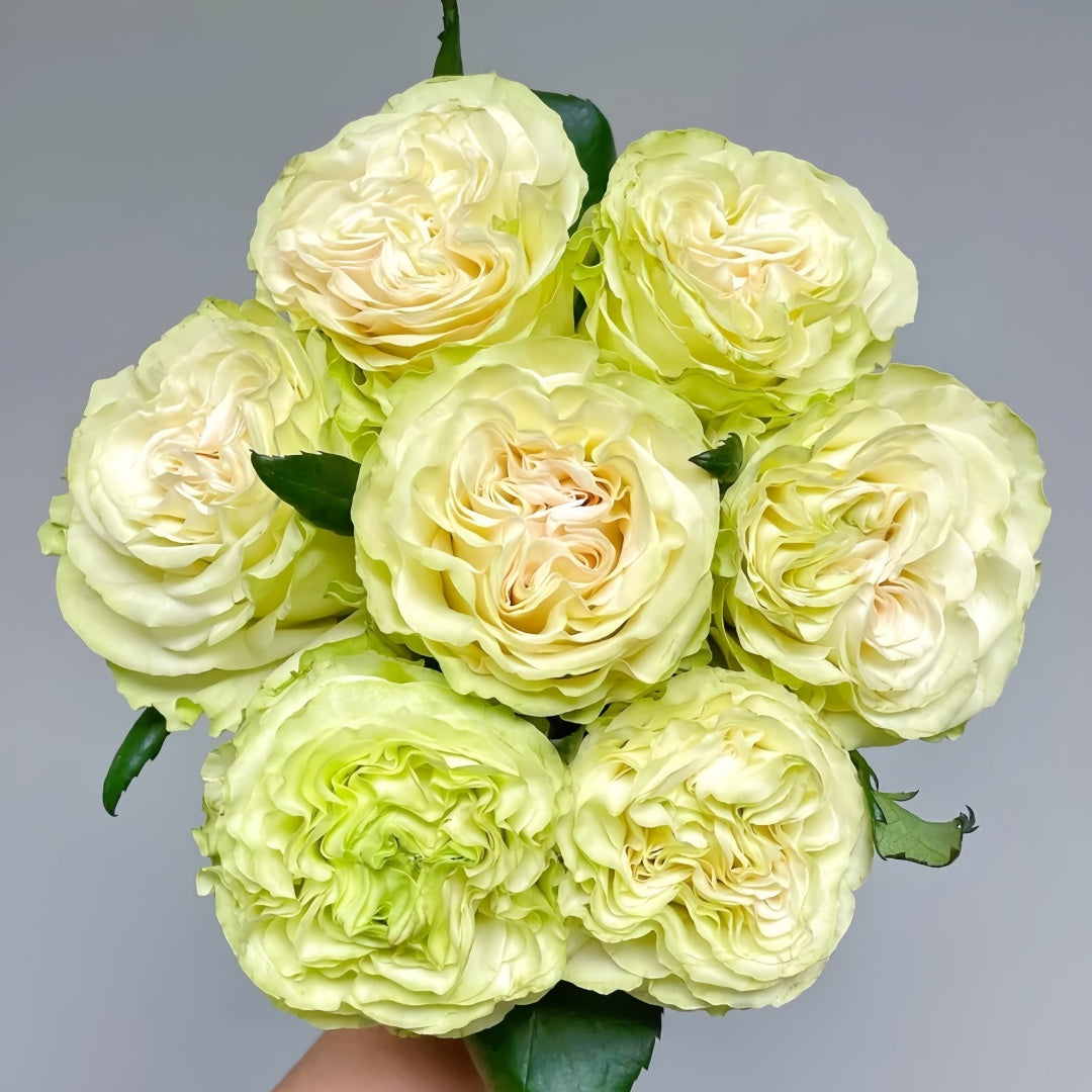Schreurs Rose