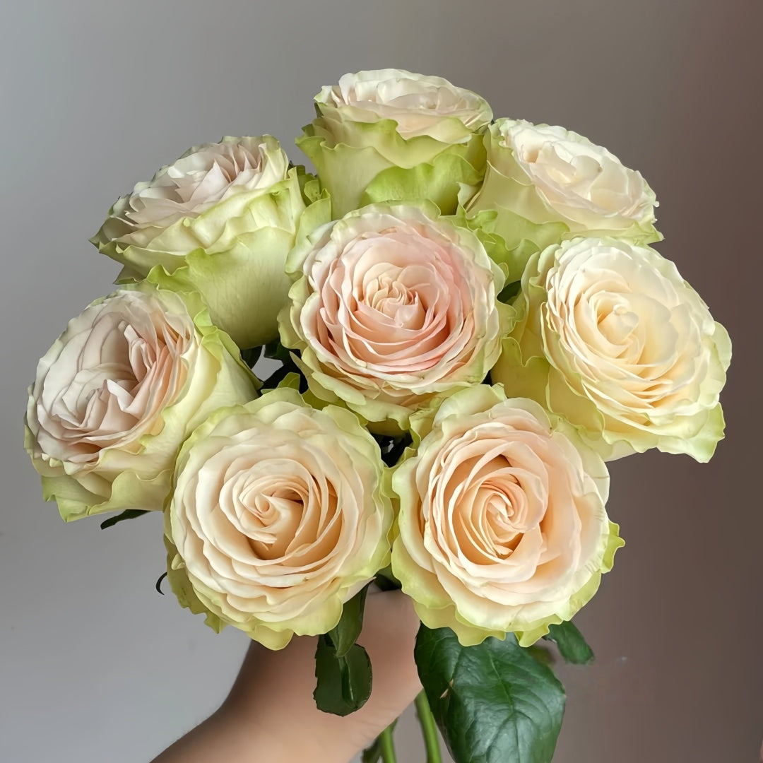 Schreurs Rose