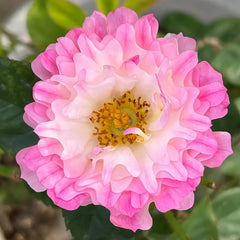 Sea Anemone Rose