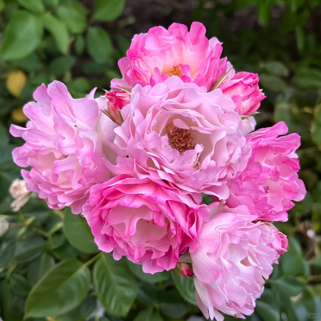 Sea Anemone Rose
