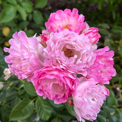 Sea Anemone Rose