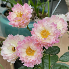 Sea Anemone Rose