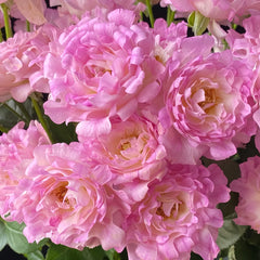 Sea Anemone Rose