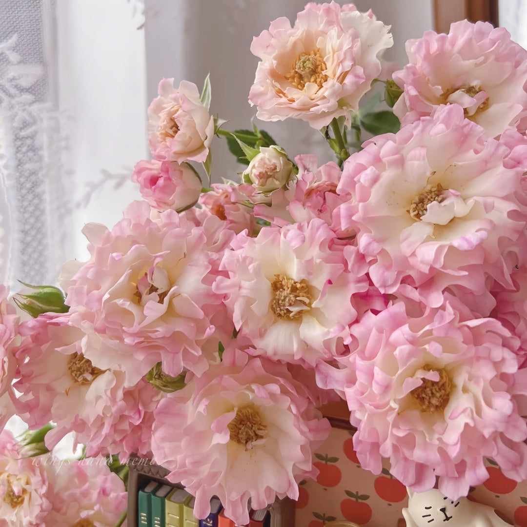 Sea Anemone Rose