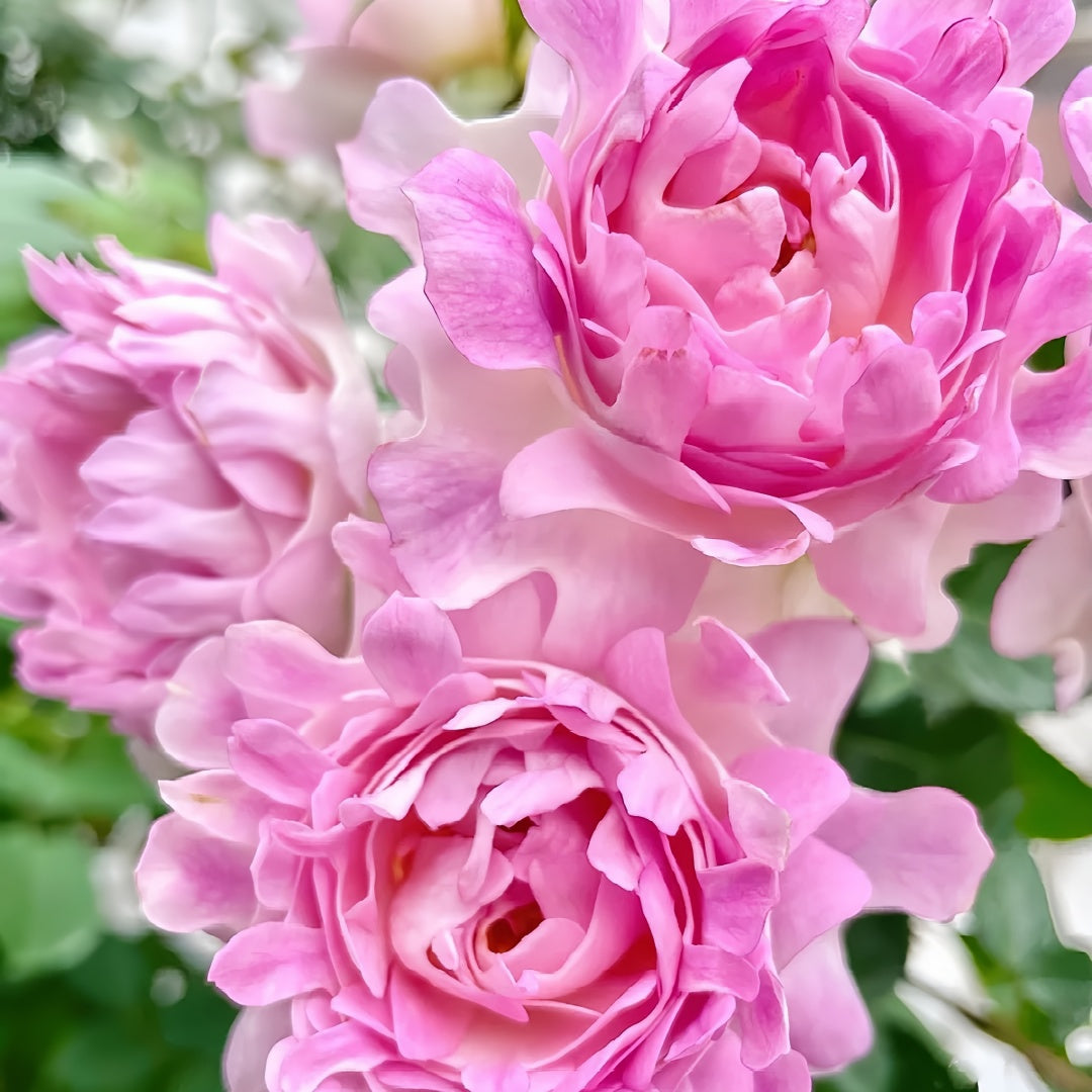 Sea Anemone Rose