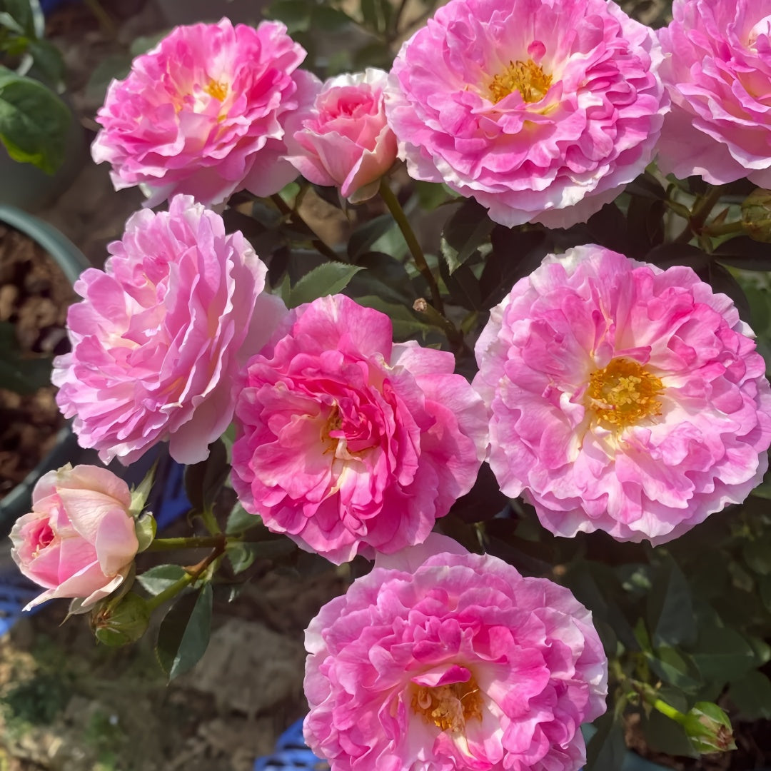 Sea Anemone Rose