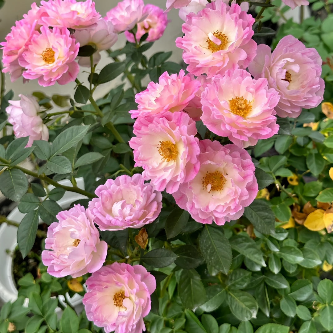 Sea Anemone Rose