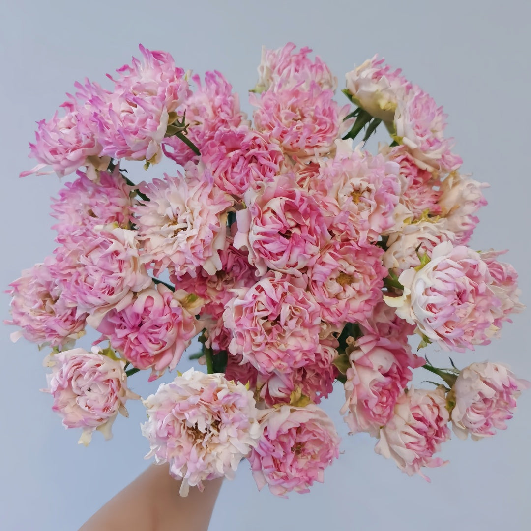Sea Anemone Rose