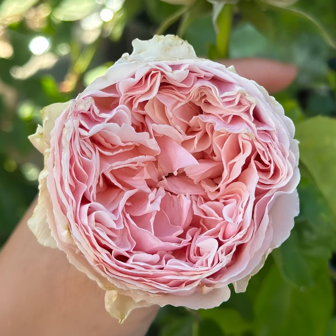 Senlitsu /melody Rose