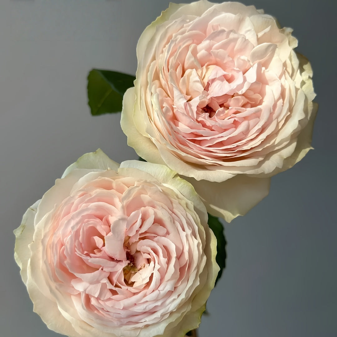 Senlitsu /melody Rose