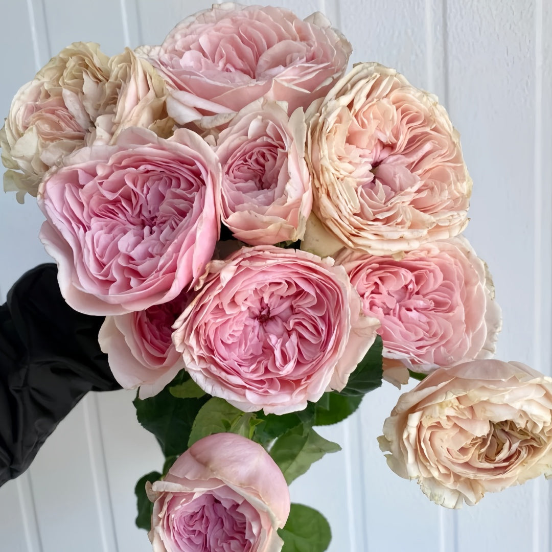 Senlitsu /melody Rose