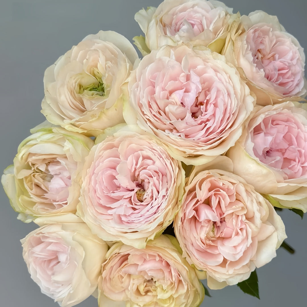 Senlitsu /melody Rose