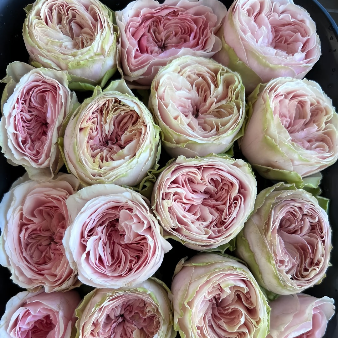 Senlitsu /melody Rose