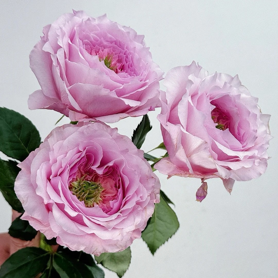 Serendipity Rose