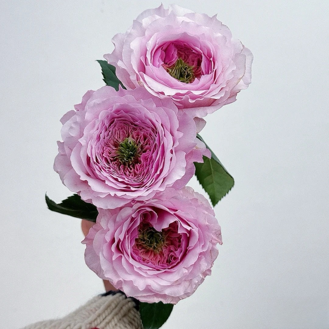 Serendipity Rose