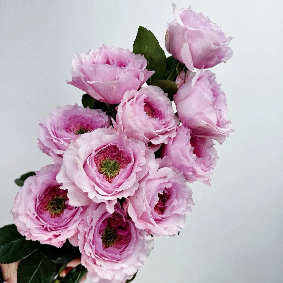 Serendipity Rose