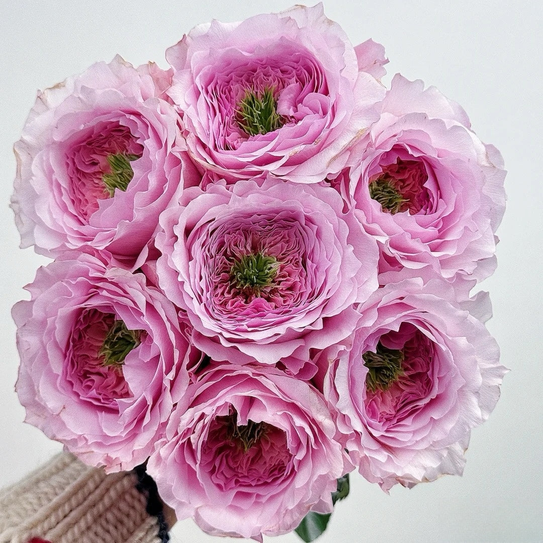 Serendipity Rose