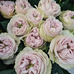 Shades of grey rose
