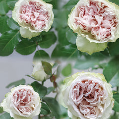Shades of grey rose