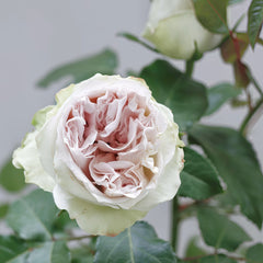 Shades of grey rose