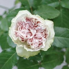 Shades of grey rose