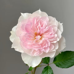 Shalimar Rose