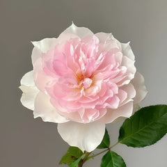 Shalimar Rose