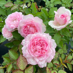 Shalimar Rose