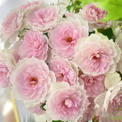 Shalimar Rose