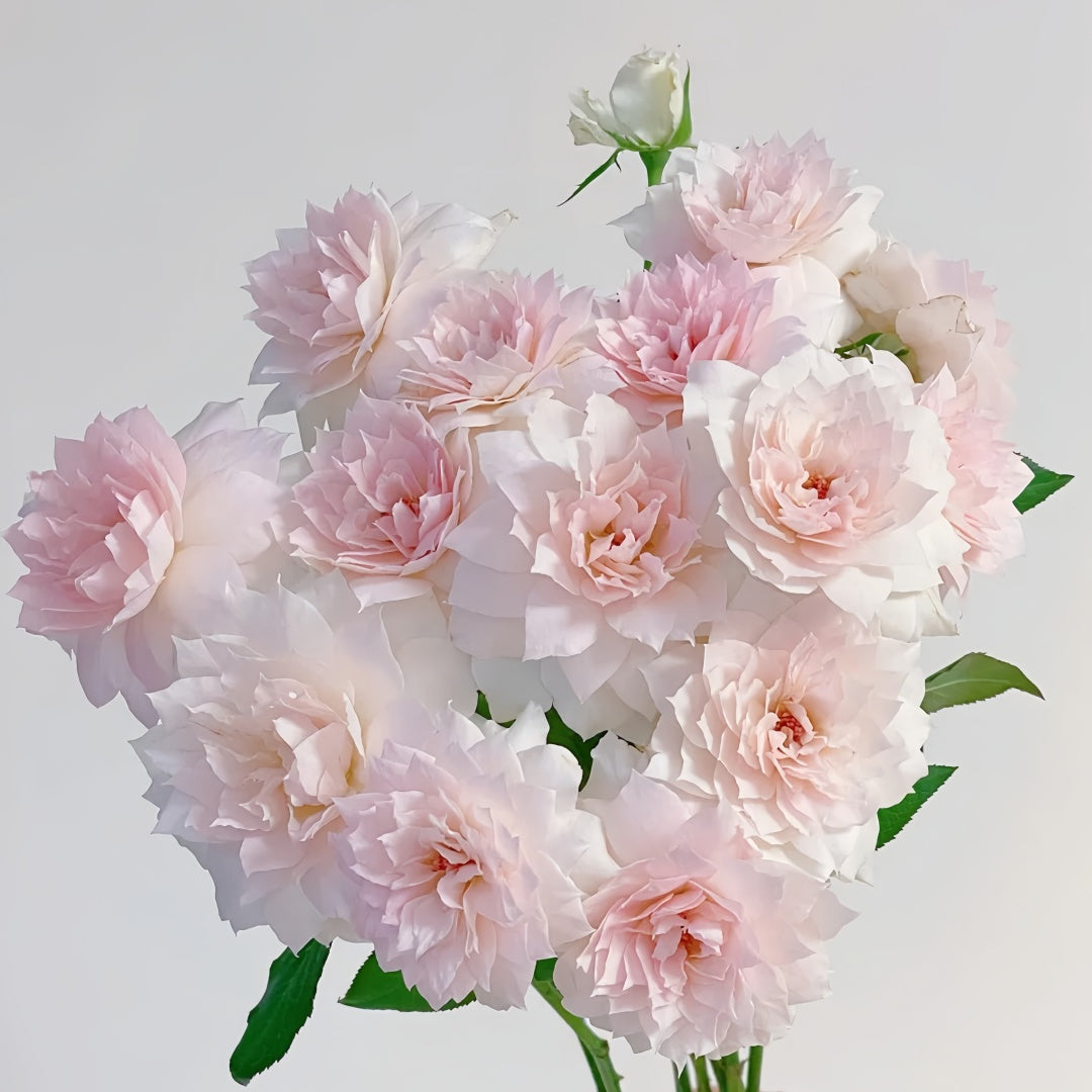Shalimar Rose