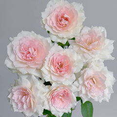 その他 Rose marry Shalimar Rose-夏利玛｜Japanese Cut Rose – Ergongzy Roses