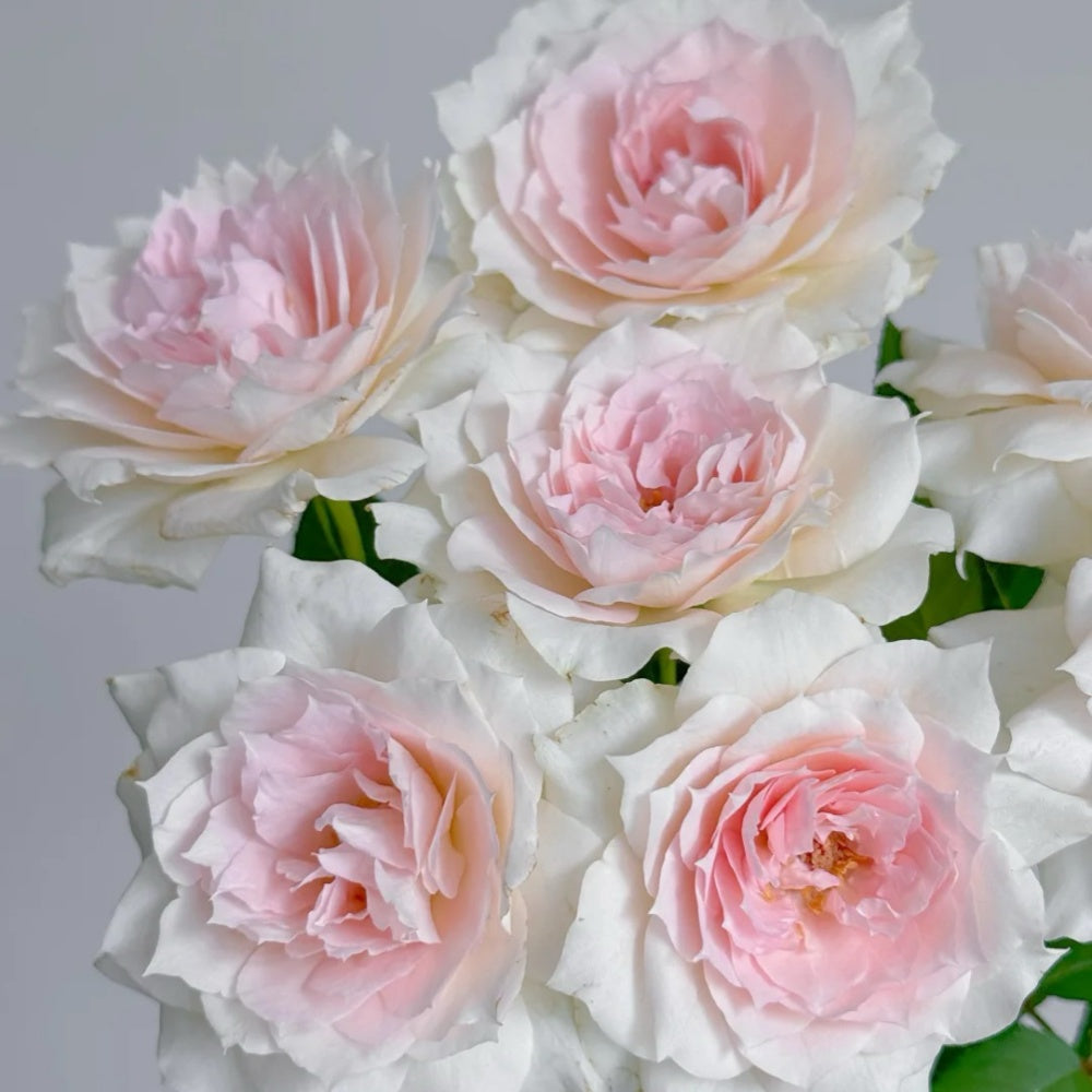 Shalimar Rose