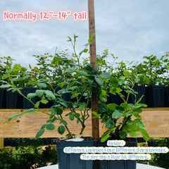 Shalimar Rose-夏利玛｜Japanese Cut Rose – Ergongzy Roses