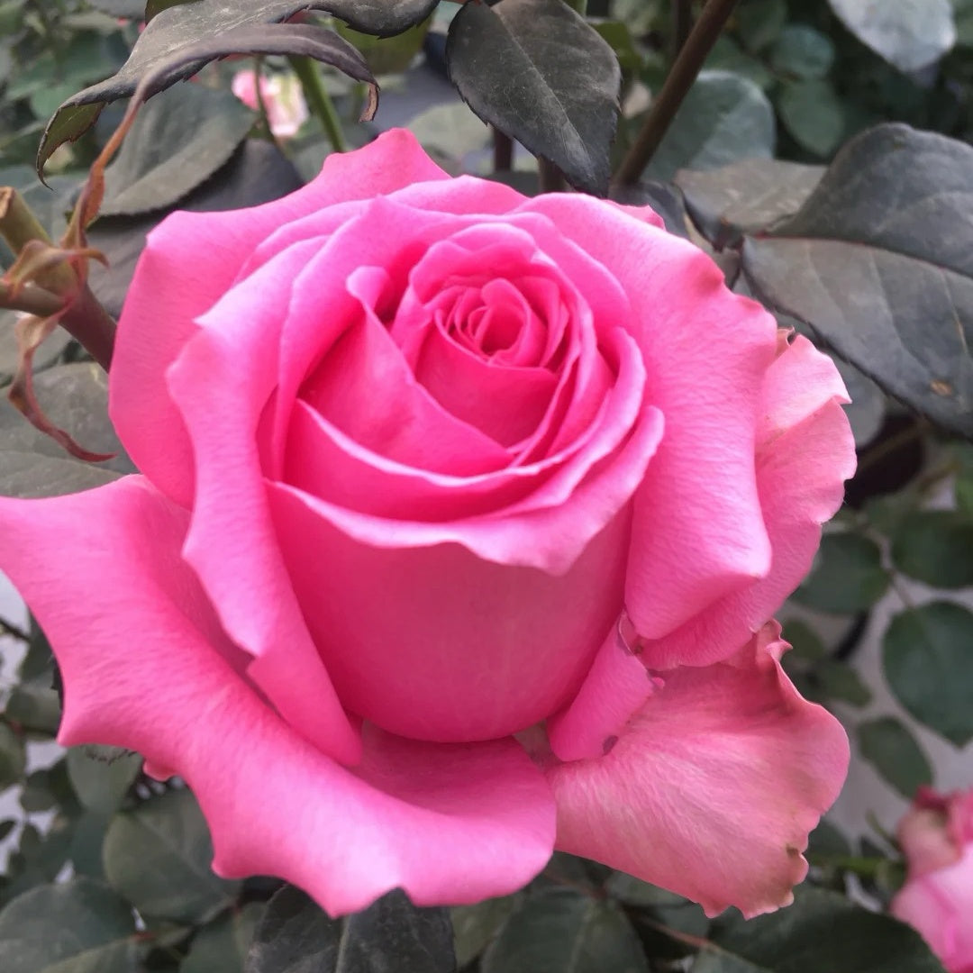 Shanghai Lady Rose
